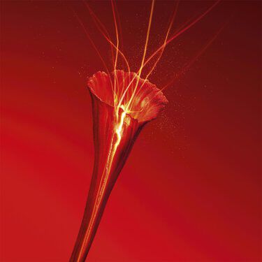 Or Rouge L'Huile Face Oil