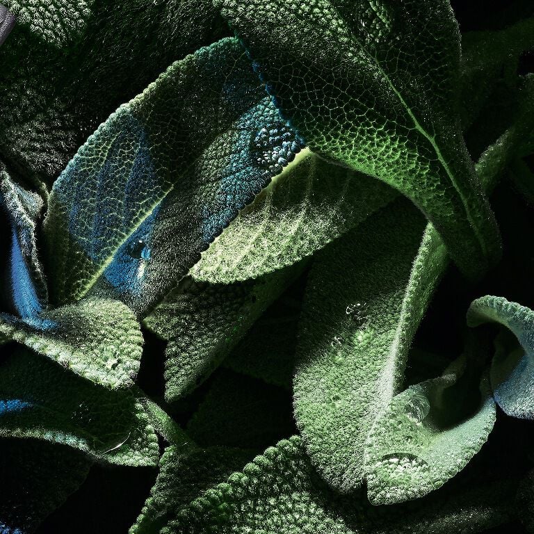 YSL Y EDP: vibrant green sage leaves with blue hues
and water droplets, highlighting aromatic freshness.