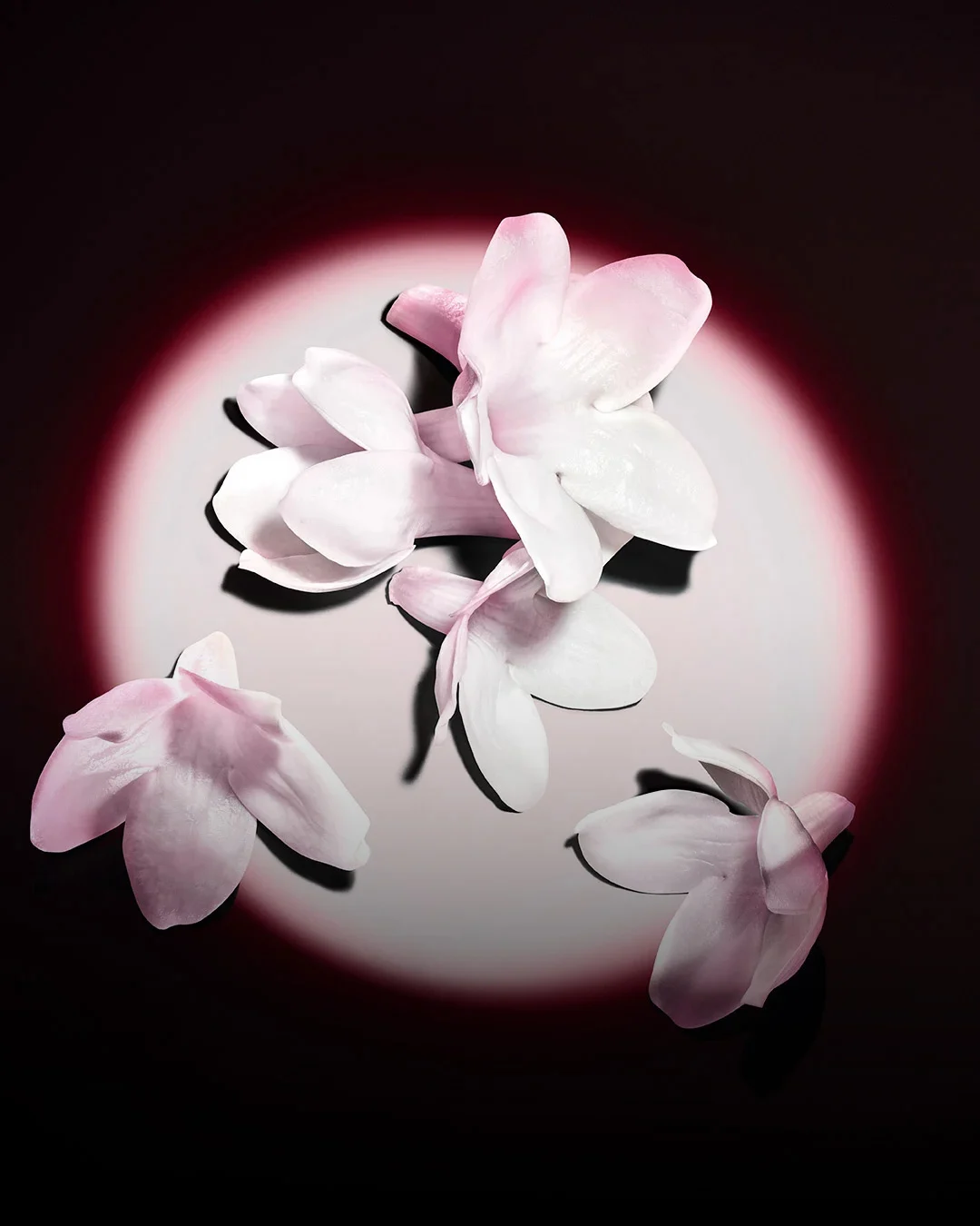 White jasmine flowers highlighted against a dark background, showcasing the raw ingredients of the fragrance.