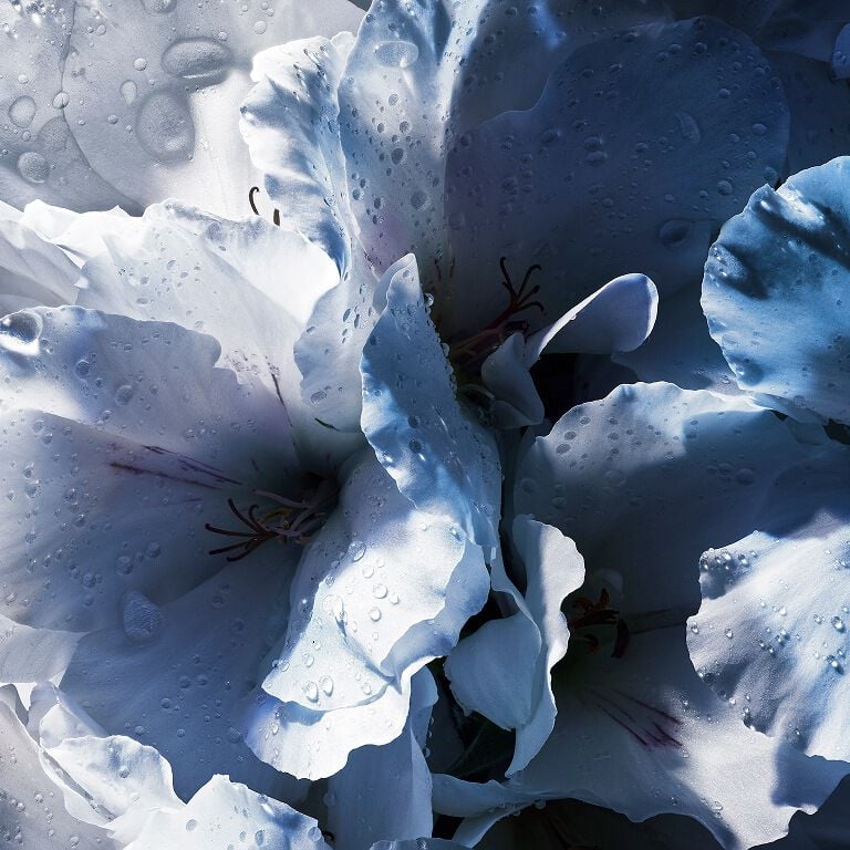 YSL Y EDP: delicate white geranium petals with
fresh water droplets, embodying natural elegance.