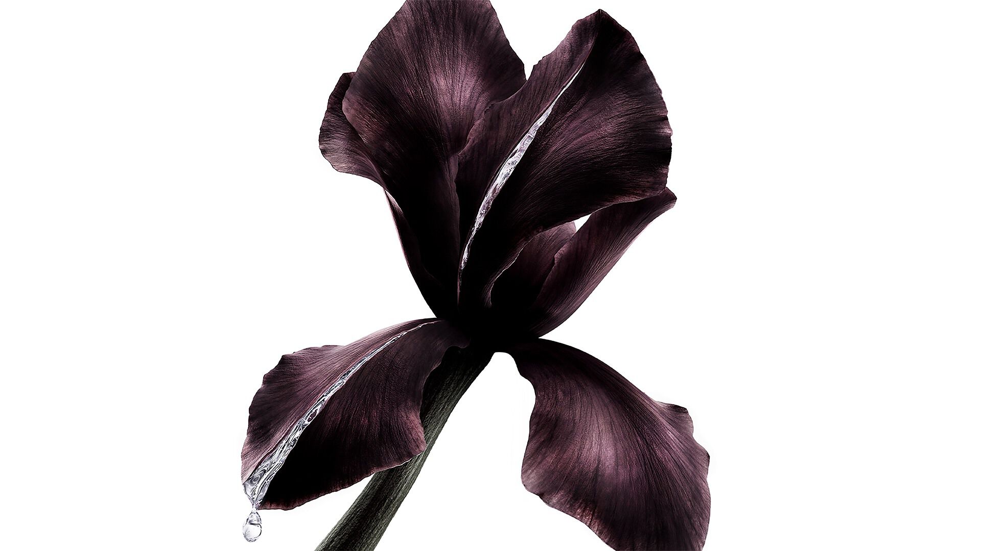 Dark purple iris flower, key ingredient in YSL Beauté Pure Shots, with a glistening drop of liquid.